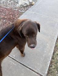 Found/Stray Male Dog last seen Erskine and Milwaukee, Lubbock, TX 79416