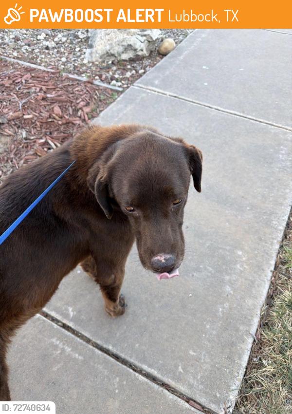 Found/Stray Male Dog last seen Erskine and Milwaukee, Lubbock, TX 79416