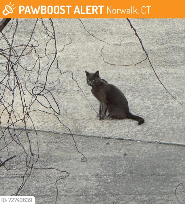 Found/Stray Unknown Cat last seen Seir Hill Road, Norwalk, CT 06850