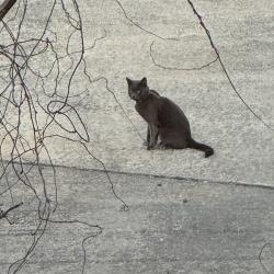 Found/Stray Unknown Cat last seen Seir Hill Road, Norwalk, CT 06850