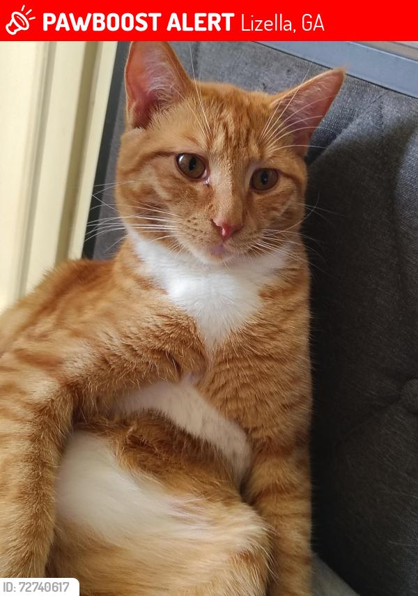 Lost Male Cat last seen Knocksville rd, Lizella, GA 31052