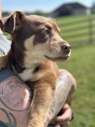 Found/Stray Unknown Dog last seen Blue Springs RD, Cleveland, TN 37311