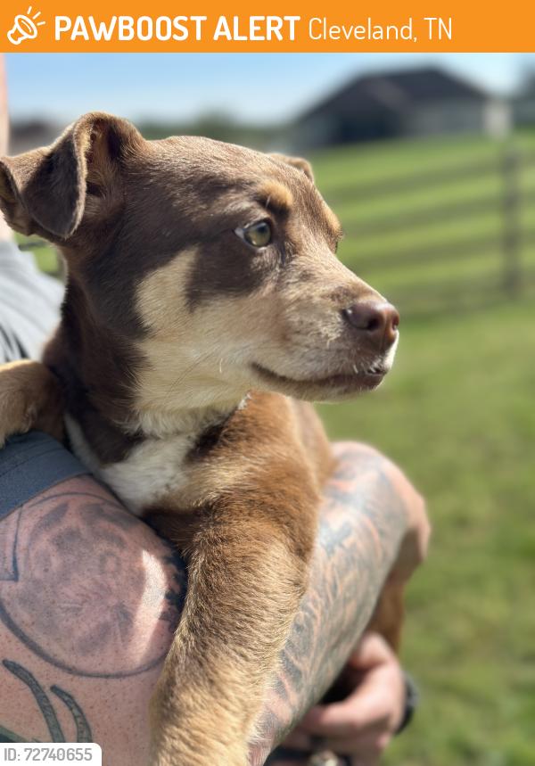 Found/Stray Unknown Dog last seen Blue Springs RD, Cleveland, TN 37311