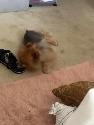 Lost Male Dog last seen Green Apple Dr Charlotte Nc, Charlotte, NC 28215