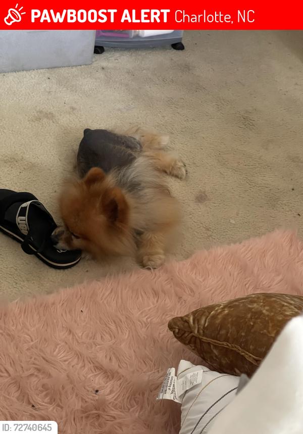 Lost Male Dog last seen Green Apple Dr Charlotte Nc, Charlotte, NC 28215