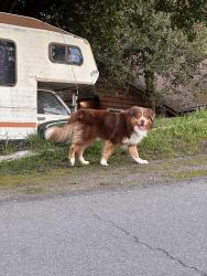 Found/Stray Unknown Dog last seen Sw 131st street, Burien , Burien, WA 98146