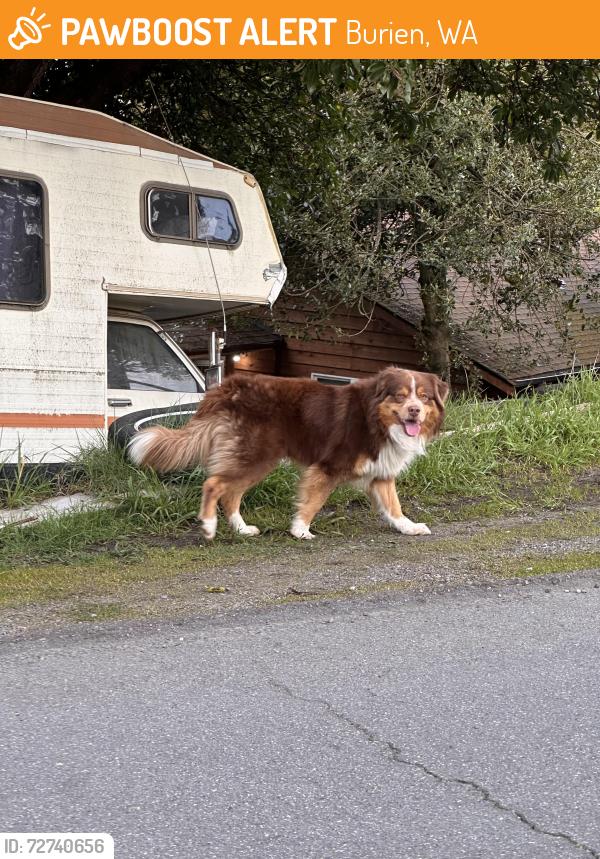 Found/Stray Unknown Dog last seen Sw 131st street, Burien , Burien, WA 98146