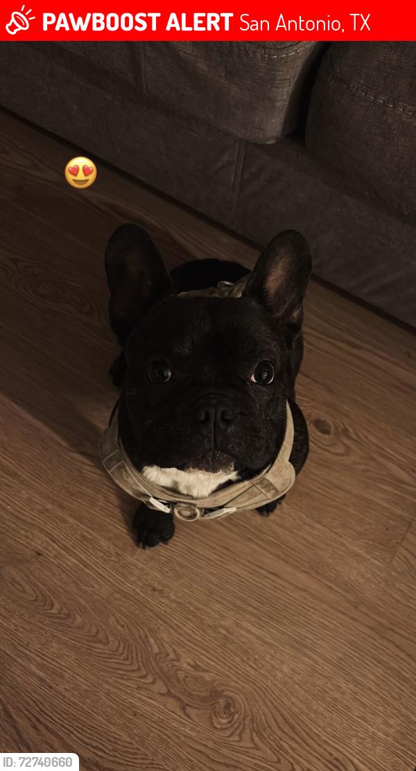 Lost Male Dog last seen Mcdonalds in new braunfles , San Antonio, TX 78210