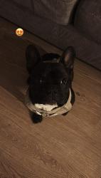 Lost Male Dog last seen Mcdonalds in new braunfles , San Antonio, TX 78210