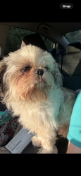 Lost Male Dog last seen Friendsville, Maryville, TN 37801
