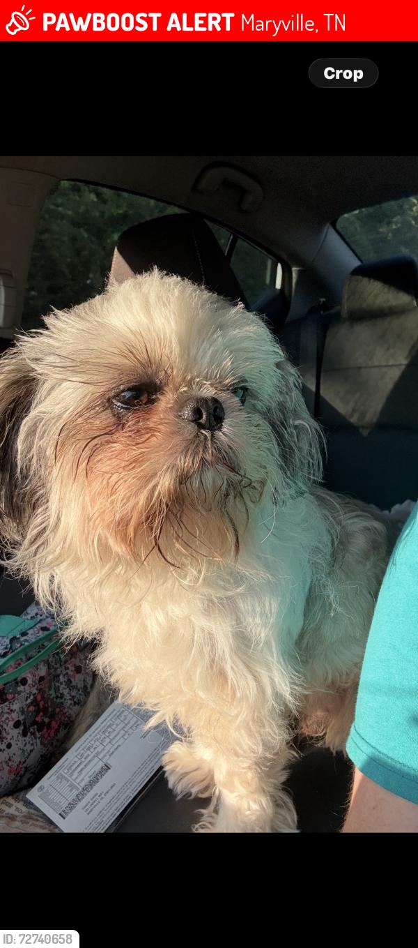 Lost Male Dog last seen Friendsville, Maryville, TN 37801
