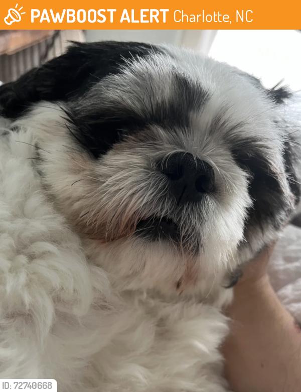 Found/Stray Male Dog last seen walking in the street, Charlotte, NC 28217