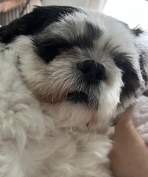 Found/Stray Male Dog last seen walking in the street, Charlotte, NC 28217