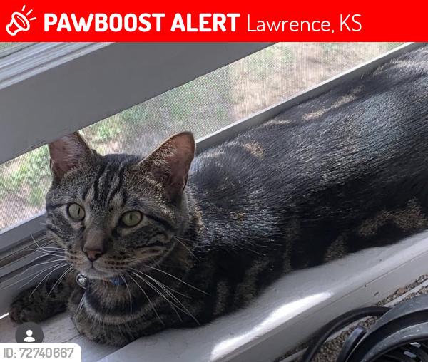 Lost Male Cat last seen Linwood Rd/32 Hwy, Lawrence, KS 66044