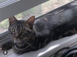 Lost Male Cat last seen Linwood Rd/32 Hwy, Lawrence, KS 66044
