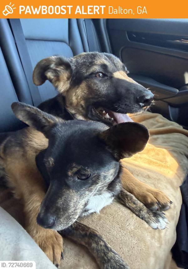 Found/Stray Unknown Dog last seen Highway , Dalton, GA 30719