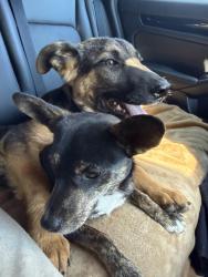 Found/Stray Unknown Dog last seen Highway , Dalton, GA 30719