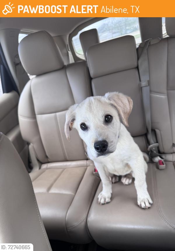 Found/Stray Male Dog last seen S. Pioneer dr and s. 7th St., Abilene, TX 79605