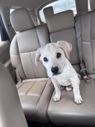 Found/Stray Male Dog last seen S. Pioneer dr and s. 7th St., Abilene, TX 79605