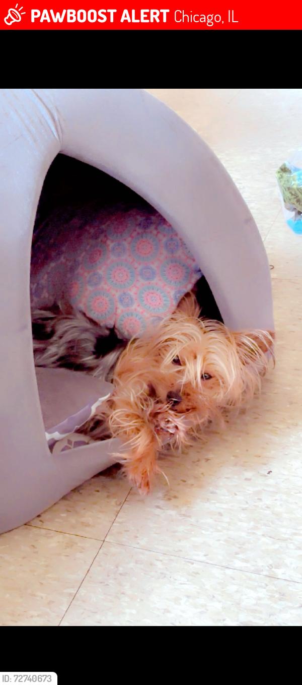 Lost Female Dog last seen E 95th st, Chicago, IL 60617