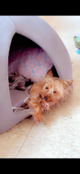 Lost Female Dog last seen E 95th st, Chicago, IL 60617