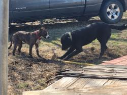 Lost Female Dog last seen W. Pleasant Run Rd/ Sunrise/ I-44, Wilmer, TX 75172