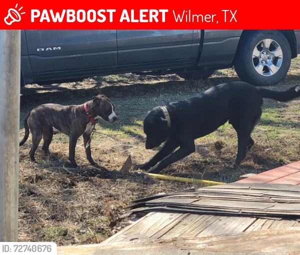 Lost Female Dog last seen W. Pleasant Run Rd/ Sunrise/ I-44, Wilmer, TX 75172