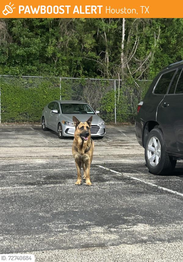 Found/Stray Unknown Dog last seen Holiday inn parking lot , Houston, TX 77032