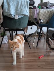 Lost Male Cat last seen High Street and seperation street intersection, northcote plaza , Northcote, VIC 3070