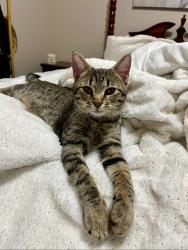 Lost Female Cat last seen Sunnyside, Columbia, TN 38401