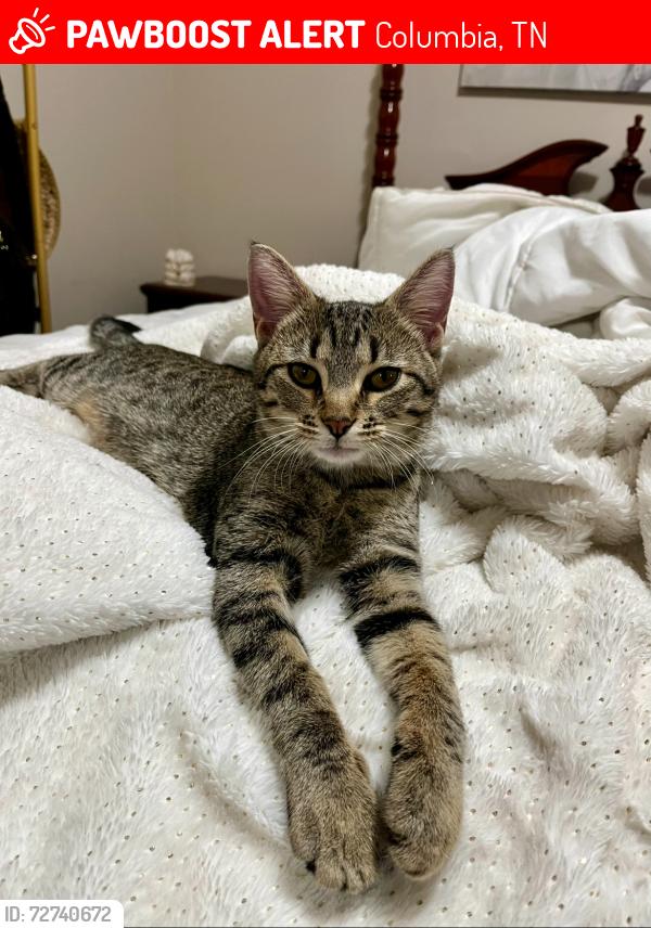 Lost Female Cat last seen Sunnyside, Columbia, TN 38401