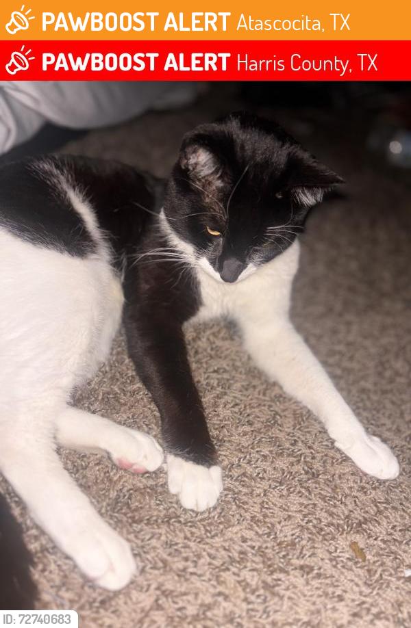 Found/Stray Unknown Cat last seen  Pinehurst Subdivision in Atascocita  , Atascocita, TX 77346