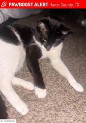 Found/Stray Unknown Cat last seen  Pinehurst Subdivision in Atascocita  , Atascocita, TX 77346