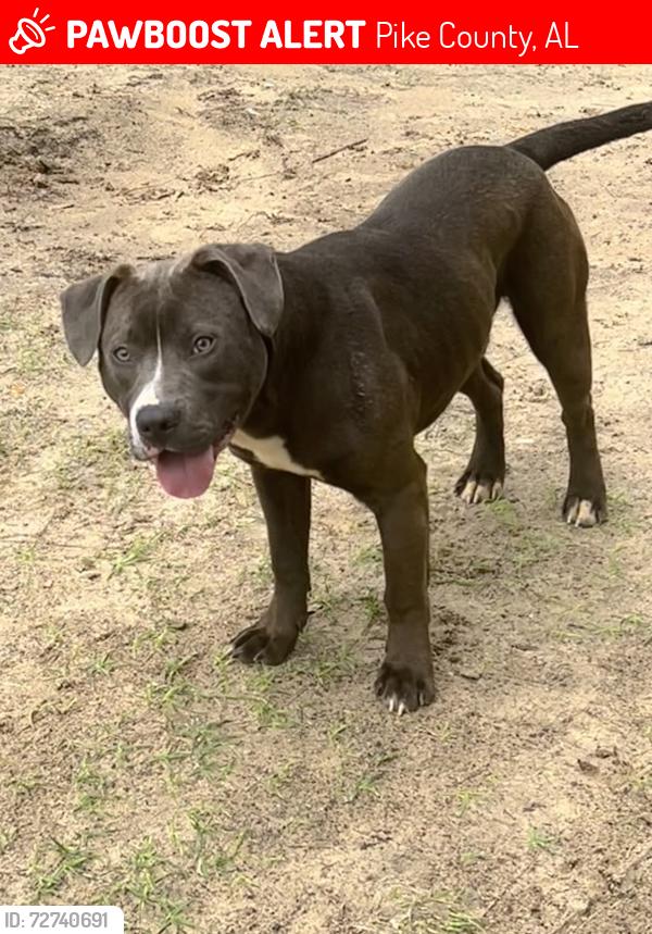 Lost Male Dog last seen Highway 87, Pike County, AL 36079
