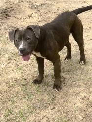 Lost Male Dog last seen Highway 87, Pike County, AL 36079