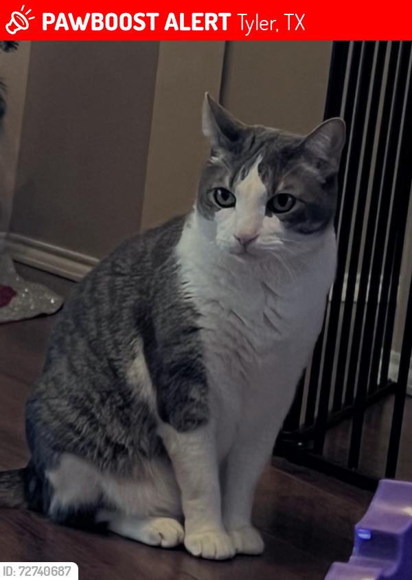 Lost Male Cat last seen Rhodes quarter and Troup Hwy , Tyler, TX 75707