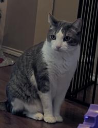 Lost Male Cat last seen Rhodes quarter and Troup Hwy , Tyler, TX 75707