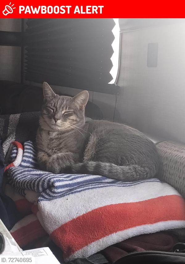 Lost Female Cat last seen Milpas Dr and Hwy 18, San Bernardino County, CA 92307