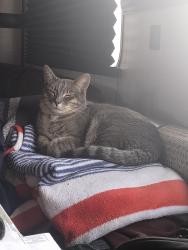 Lost Female Cat last seen Milpas Dr and Hwy 18, San Bernardino County, CA 92307