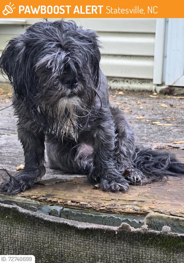 Found/Stray Male Dog last seen Bellfarm Road, Statesville, NC 28625