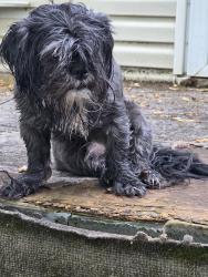 Found/Stray Male Dog last seen Bellfarm Road, Statesville, NC 28625