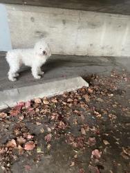 Found/Stray Unknown Dog last seen E Main Dt and Claydelle, El Cajon, CA 92020