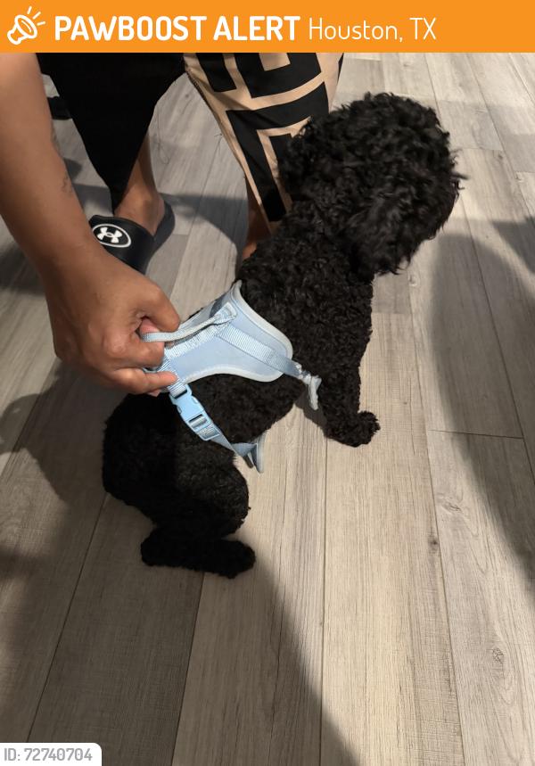 Found/Stray Male Dog last seen summerlyn, Houston, TX 77053