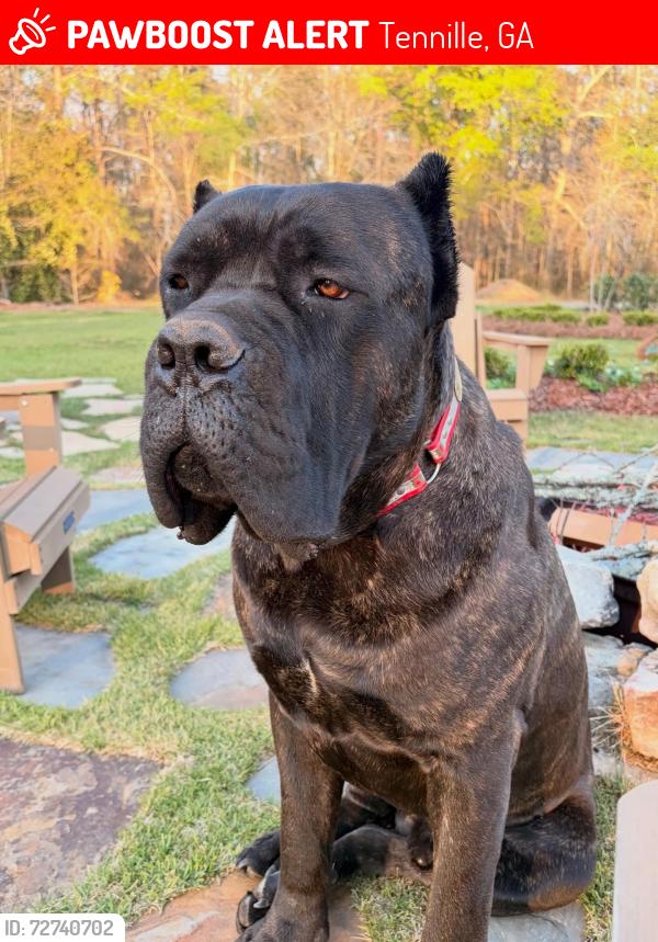 Lost Male Dog last seen HartsFord and Hurst Rd, Tennille, GA 31089