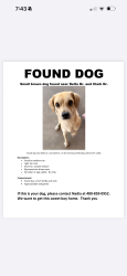Found/Stray Male Dog last seen DELTA & CLARK, El Paso, TX 79905