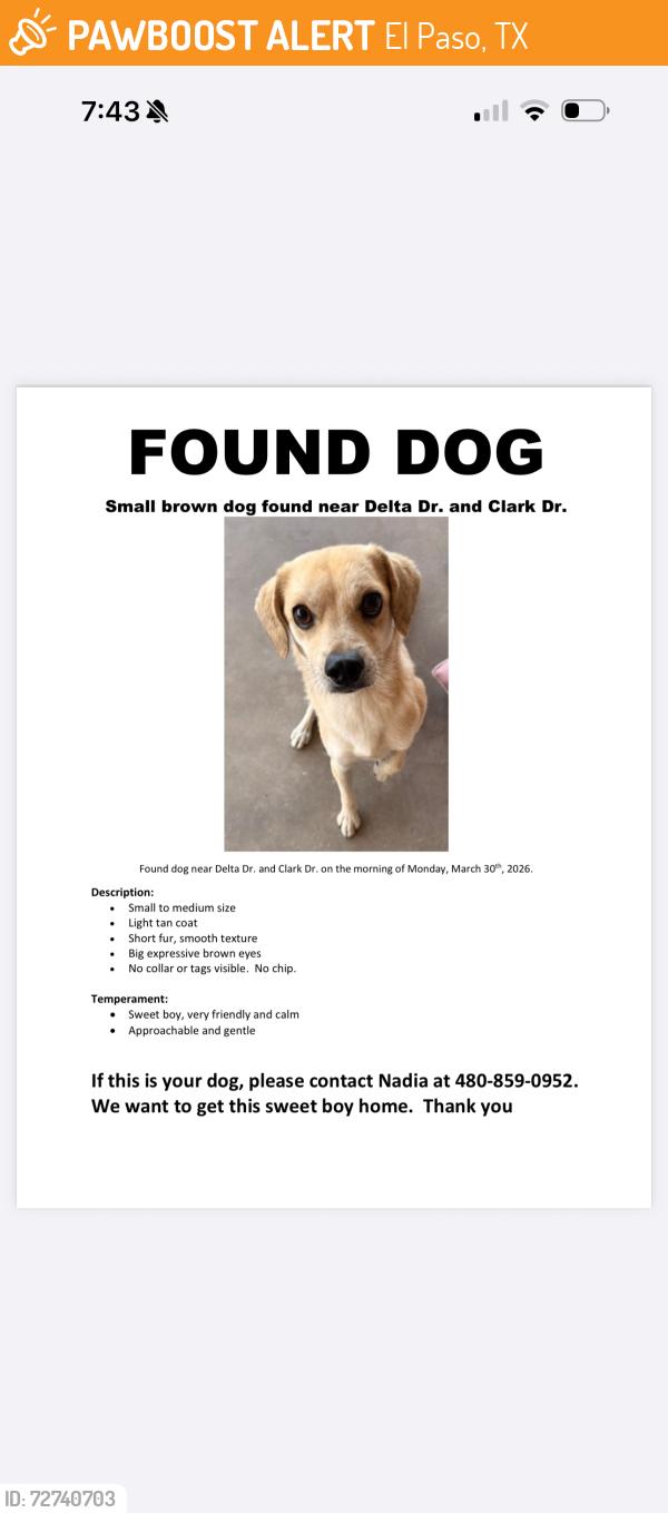 Found/Stray Male Dog last seen DELTA & CLARK, El Paso, TX 79905