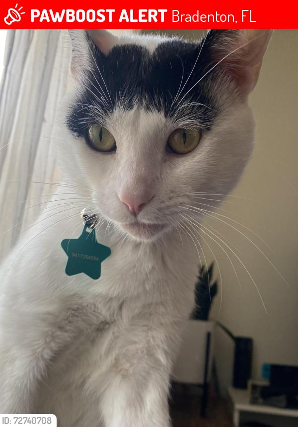 Lost Male Cat last seen Near 15th, Bradenton, FL 34205