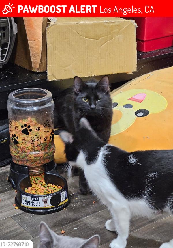 Lost Female Cat last seen In the apmt listed  , Los Angeles, CA 91325