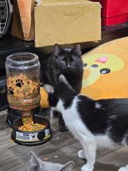 Lost Female Cat last seen In the apmt listed  , Los Angeles, CA 91325