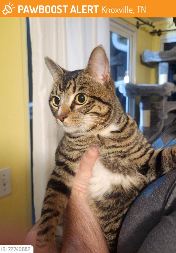 Found/Stray Male Cat last seen Near the corner of Pleasant Vew Rd and Robert Love Dr, 37914, Knoxville, TN 37914